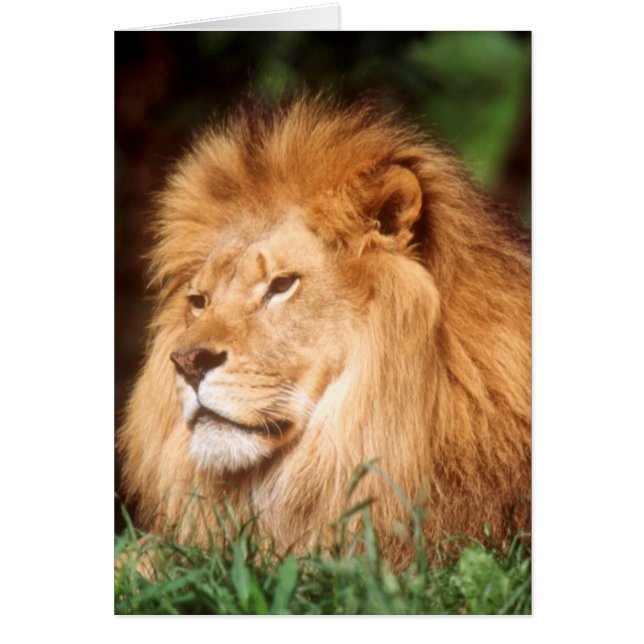 León macho adulto (Frente)