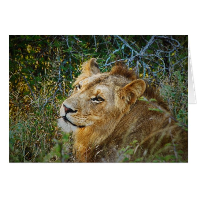 León macho africano en blanco todas las tarjetas d (Anverso (Horizontal))