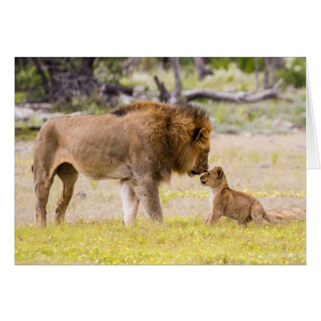 León macho alfa inspecciona cachorro (Anverso (Horizontal))