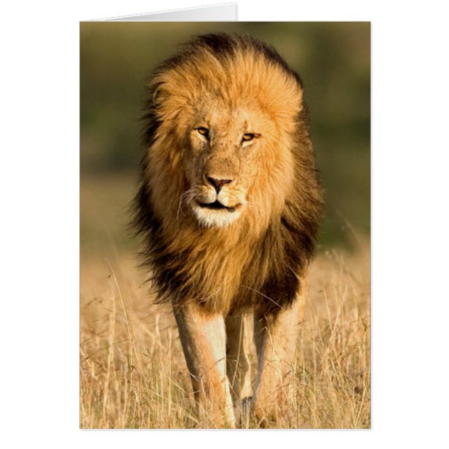León macho caminando (Frente)