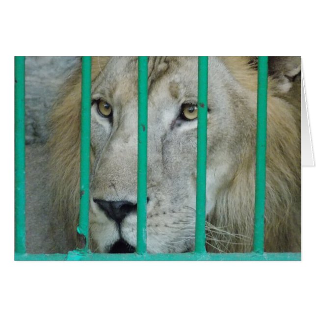 León majestuoso (Anverso (Horizontal))