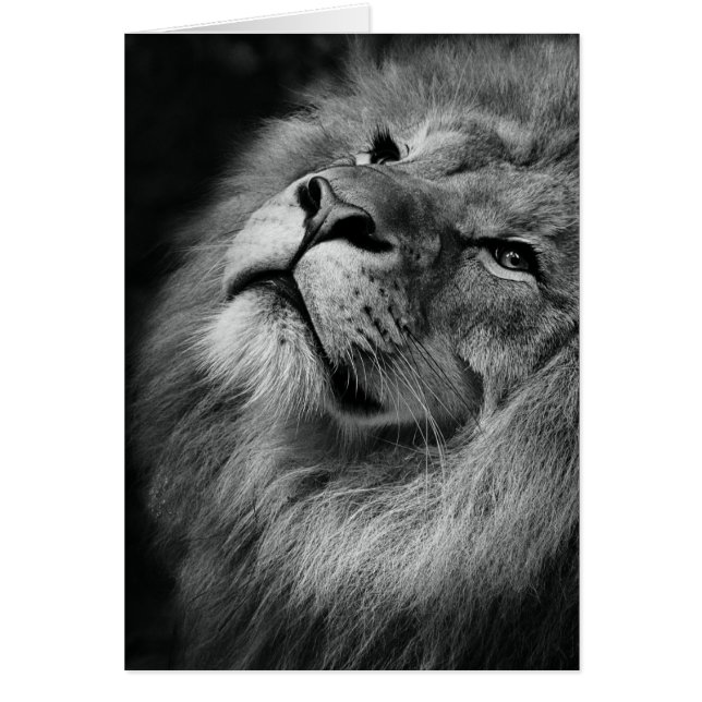 León Maravilloso (Frente)