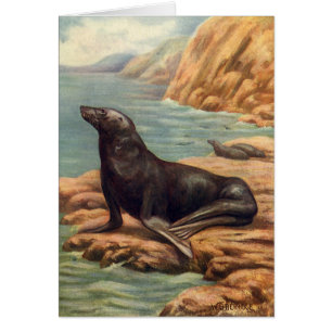 León Marino junto a la orilla del mar, Mamíferos M
