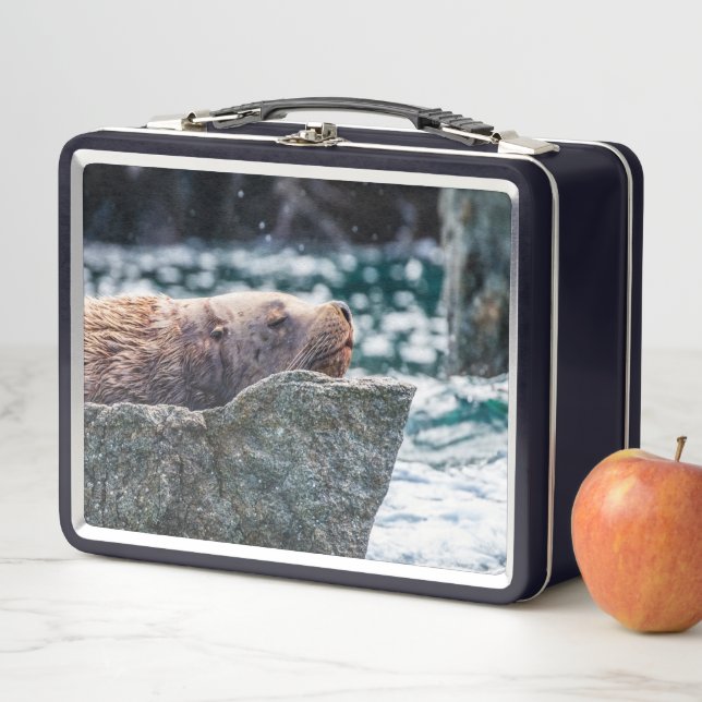 León Marítimo En La Bahía De Resurrección, Alaska (In situ)