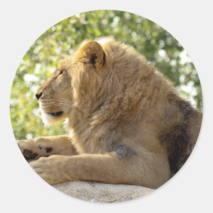 león pegatina