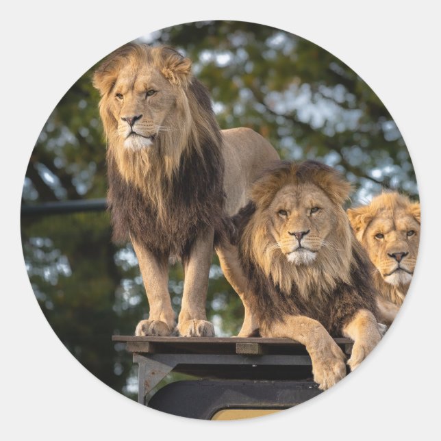 león pegatina (Anverso)