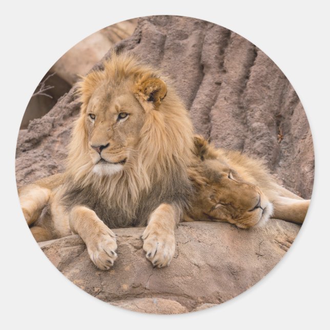 león pegatina (Anverso)