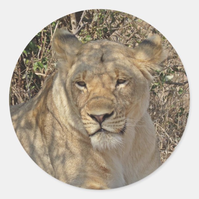 león pegatina (Anverso)