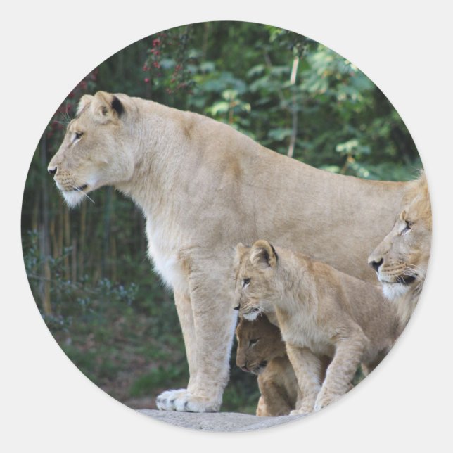 león pegatina (Anverso)