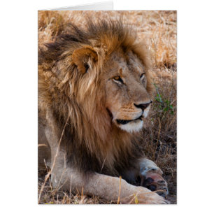 León Reserva Nacional Maasai Mara, Kenia