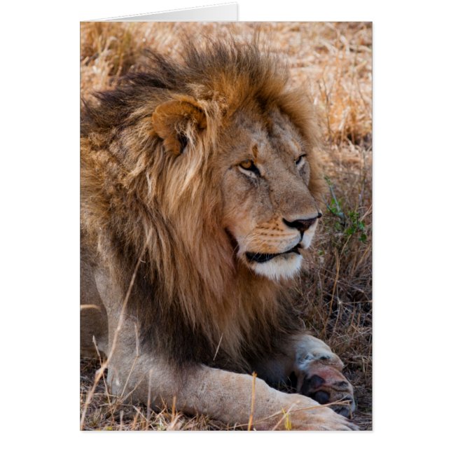 León Reserva Nacional Maasai Mara, Kenia (Frente)