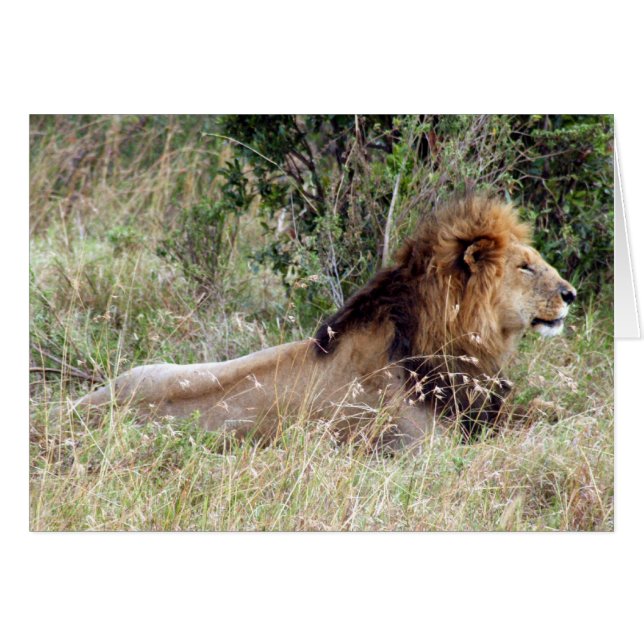 león rey (Anverso (Horizontal))