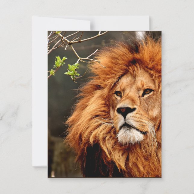 León, Rey de la Selva (Anverso)