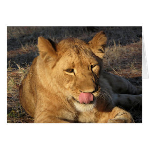 (Leona de los clubs de leones) que se lame la