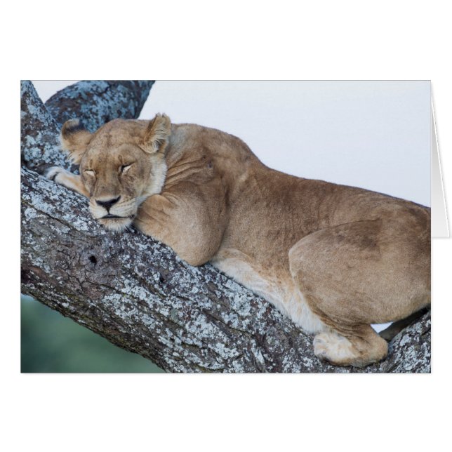 Leona durmiendo en un árbol (Anverso (Horizontal))