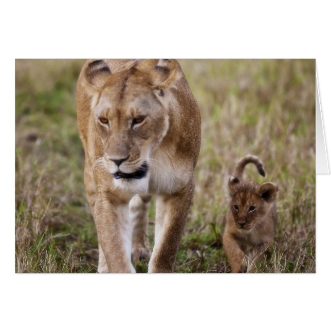 Leona hembra con cachorro (Anverso (Horizontal))
