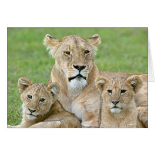 Leona y dos cachorros, África Oriental, Tanzania,