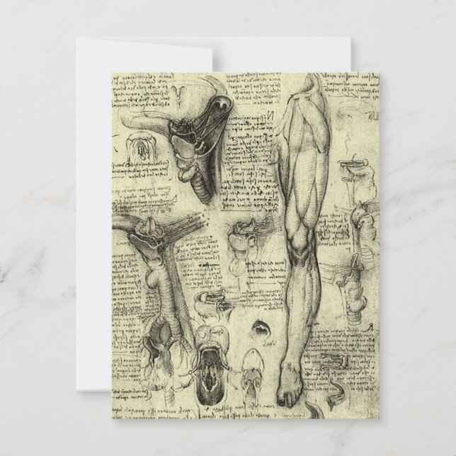 Leonardo da Vinci Anatomía Humana Antigua Laringe  (Anverso)