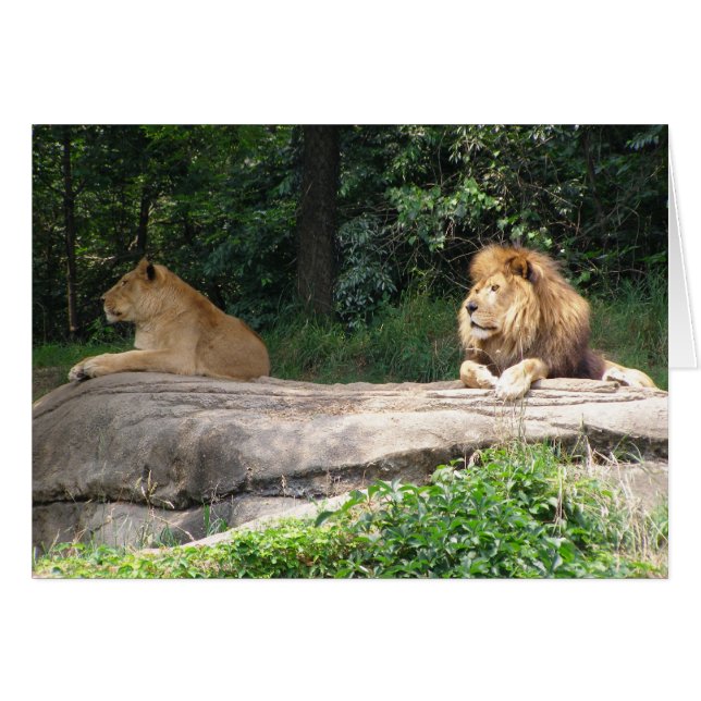 Leones (Anverso (Horizontal))