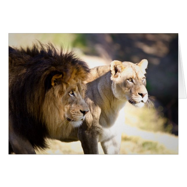 Leones (Anverso (Horizontal))