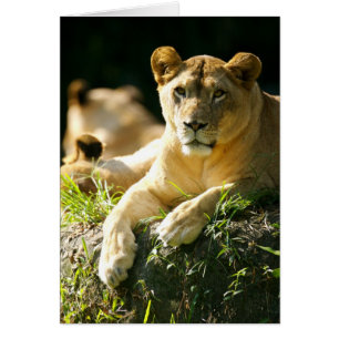 Leones