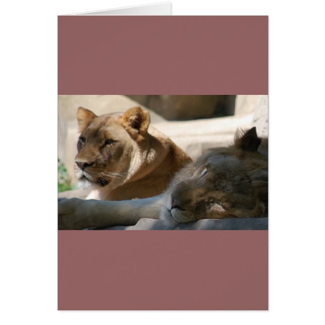 Leones africanos (Frente)