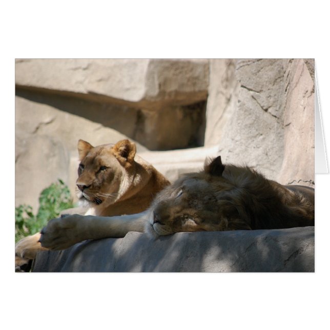 Leones africanos (Anverso (Horizontal))