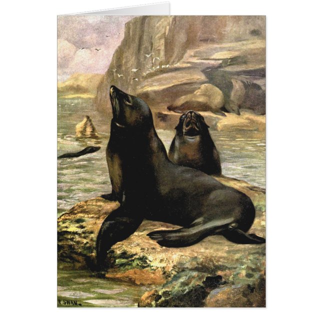 Leones del mar de California por el cisne CE (Frente)