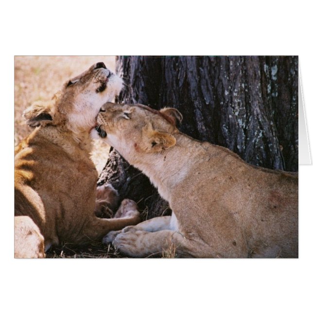 Leones en el Serengeti (Anverso (Horizontal))