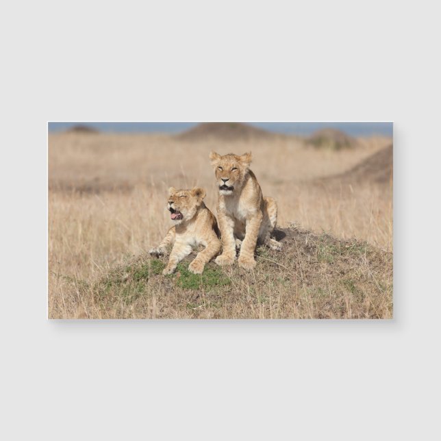 Leones jóvenes (Anverso)