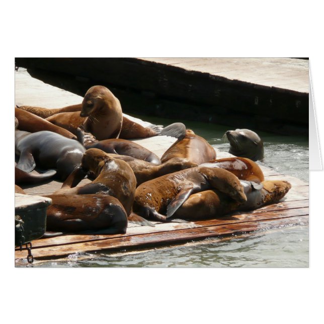 Leones marinos al sol en San Francisco (Anverso (Horizontal))