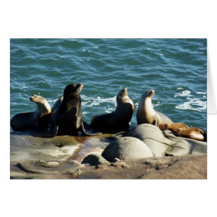 Leones marinos de San Diego