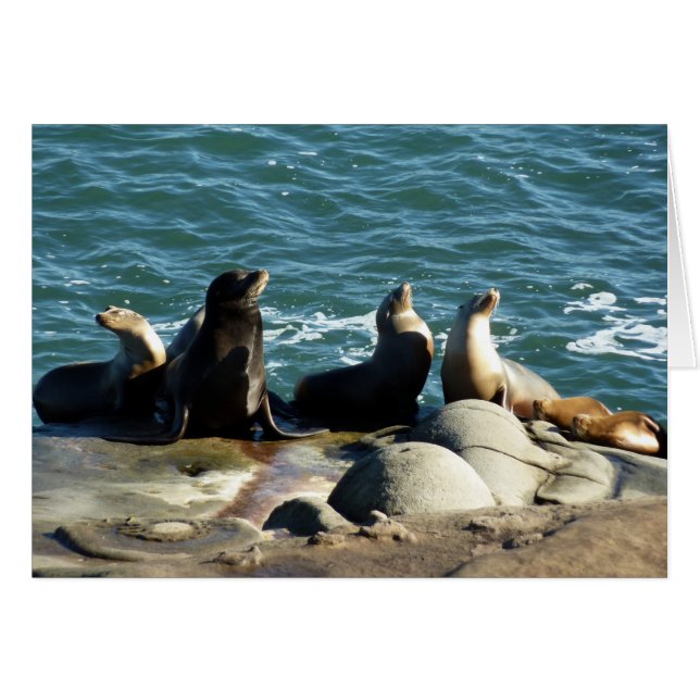 Leones marinos de San Diego (Anverso (Horizontal))