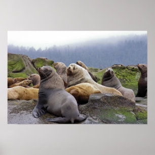 Leones Marinos de Steller - Impresiones de Arte Fi