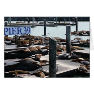 Leones Marinos del Muelle 39