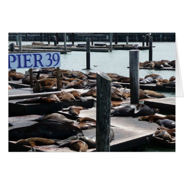 Leones Marinos del Muelle 39 (Anverso (Horizontal))