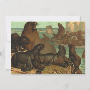 Leones marinos en la playa, vida marina animal vin