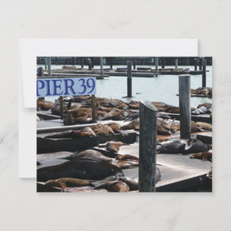 Leones marinos Pier 39