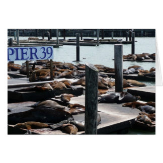 Leones marinos Pier 39