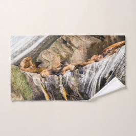 Leones Marinos Sobre Las Rocas