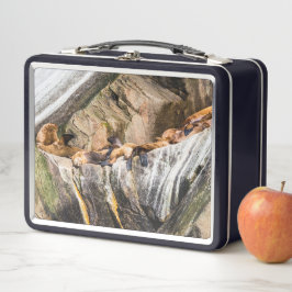 Leones Marinos Sobre Las Rocas