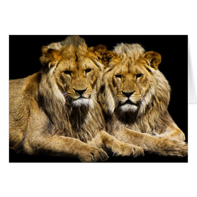 Leones peligrosos depredadores (Anverso (Horizontal))