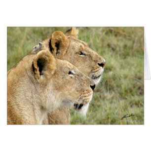 (Leones "puesto de observación" de los clubs de