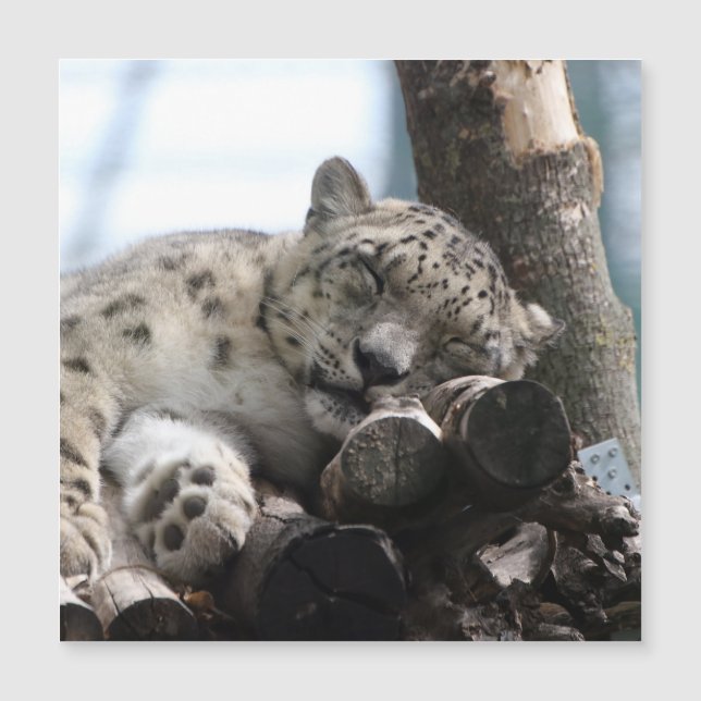 Leopard 002 (Anverso)