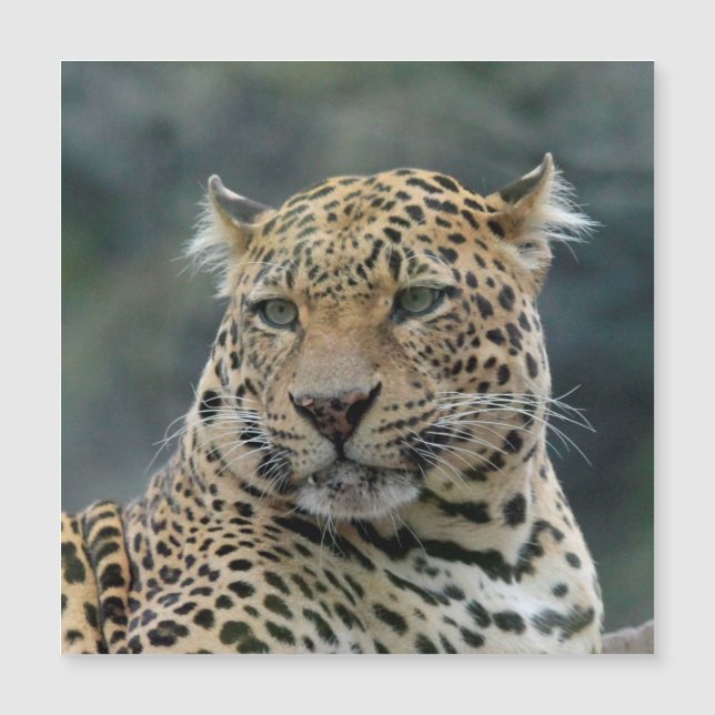 Leopard 006 (Anverso)