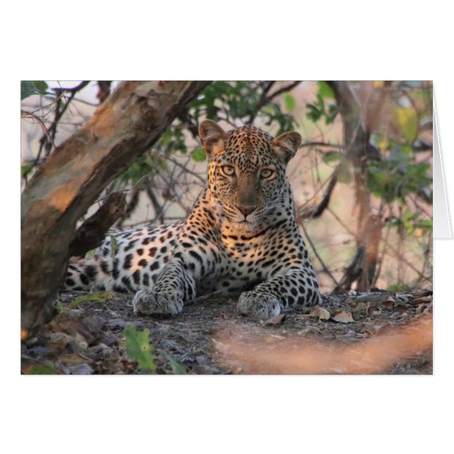 Leopard Card (Anverso (Horizontal))