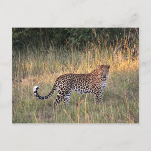 Leopard en la postal de Savanna