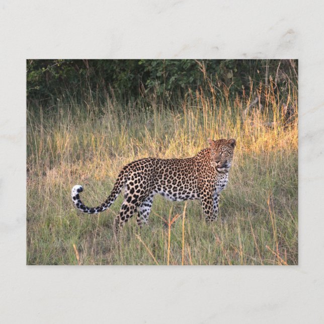 Leopard en la postal de Savanna (Anverso)