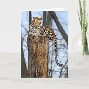 Leopard en la tarjeta de saludo Watch