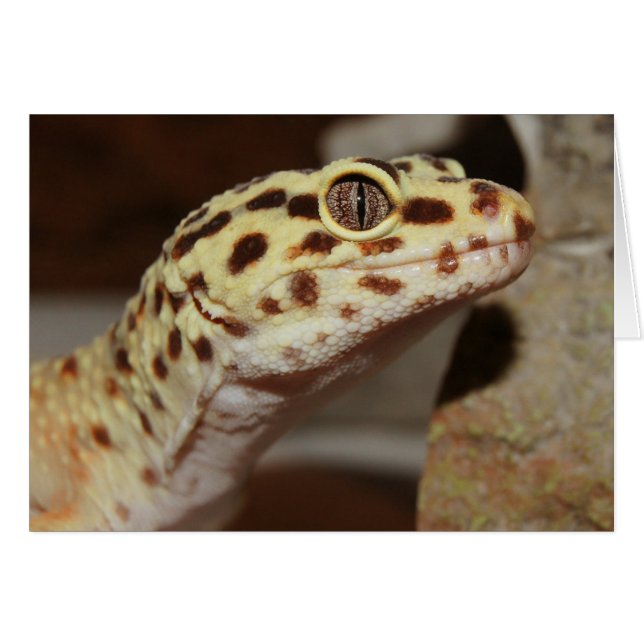 Leopard Gecko (Anverso (Horizontal))